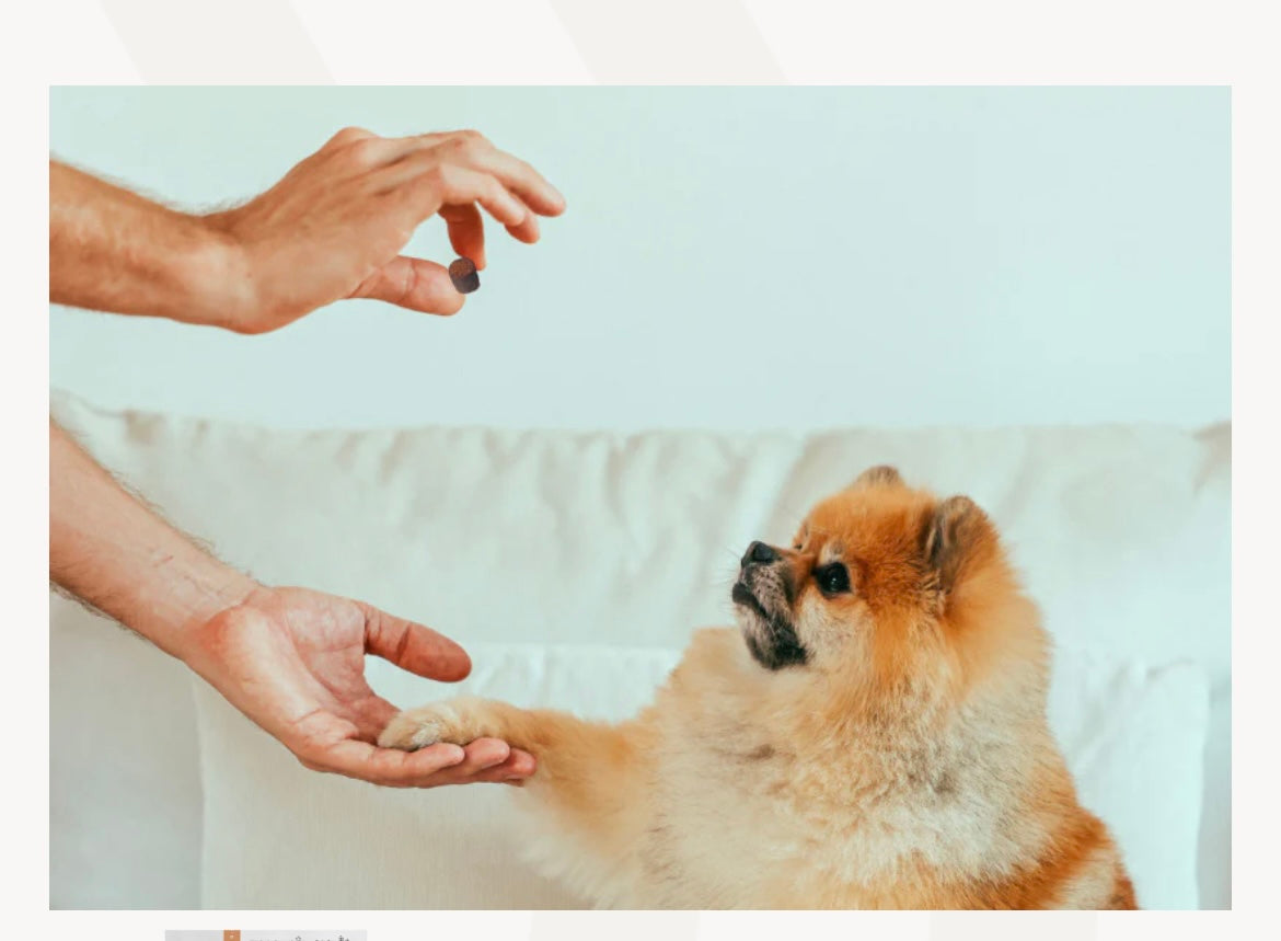 Golosinas para perros con CBD